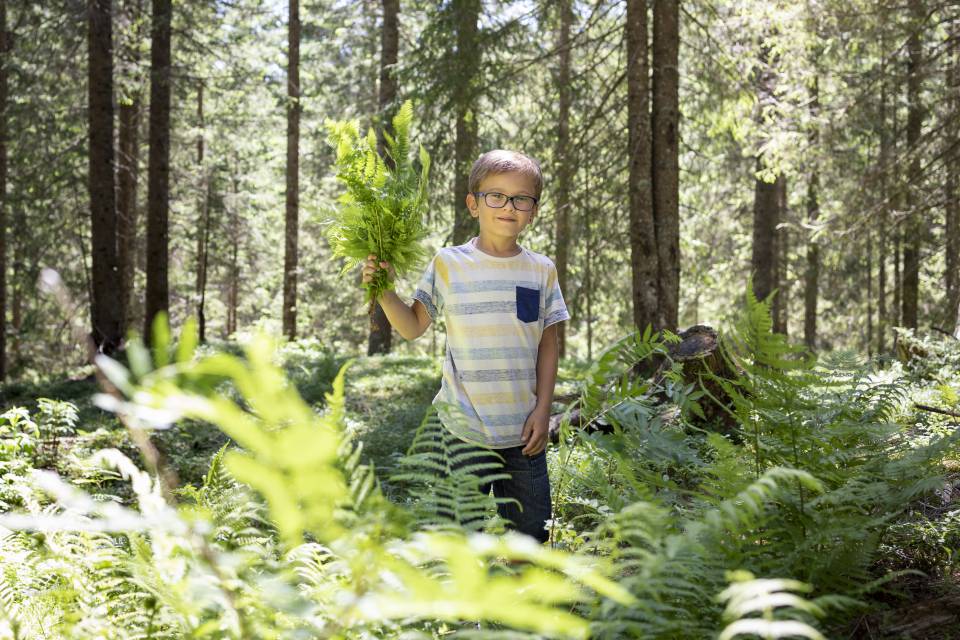 Boy collects ferns in the forest