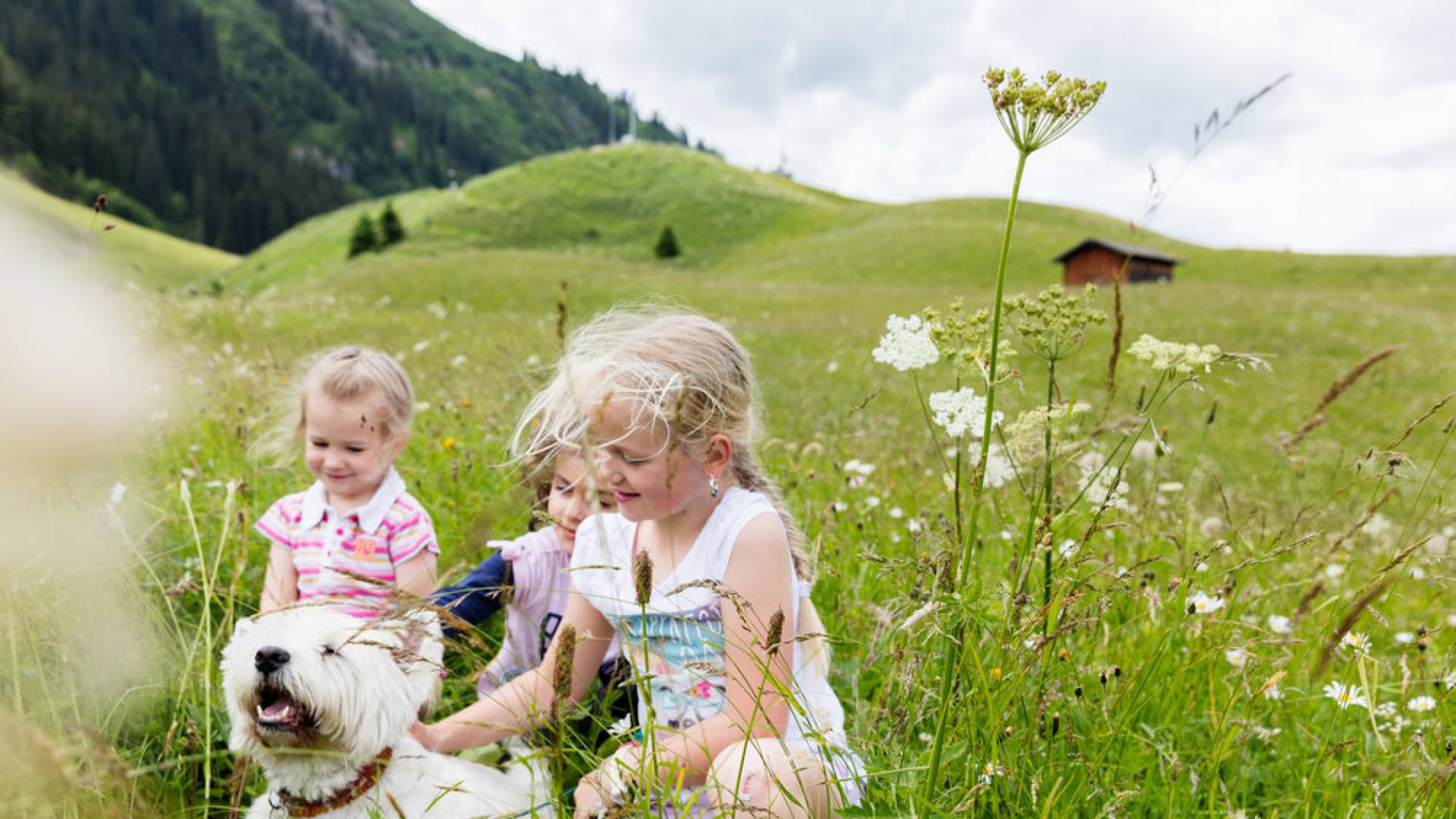 Children stroking a Westie on the alpine meadow